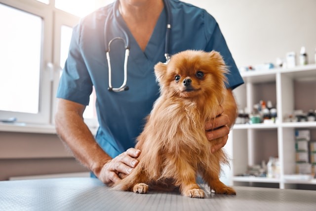 veterinarian with dog