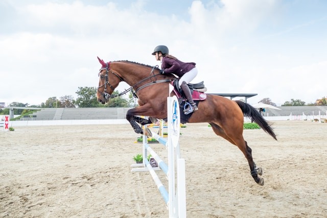 horse jumping over the wall